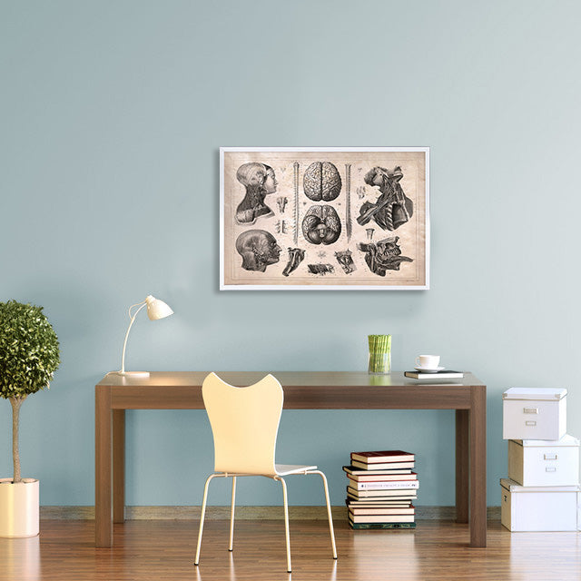 Vintage Anatomy of the Nervous System Wall Decor Poster