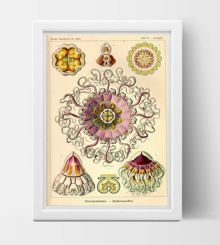 Peromedusae Drawing (1904) by Ernst Haeckel Poster