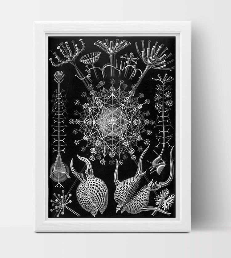 Phaeodaria Drawing (1899) by Ernst Haeckel Poster