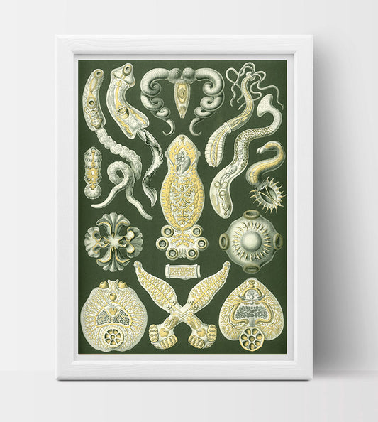 Platodes Drawing (1904) by Ernst Haeckel Poster