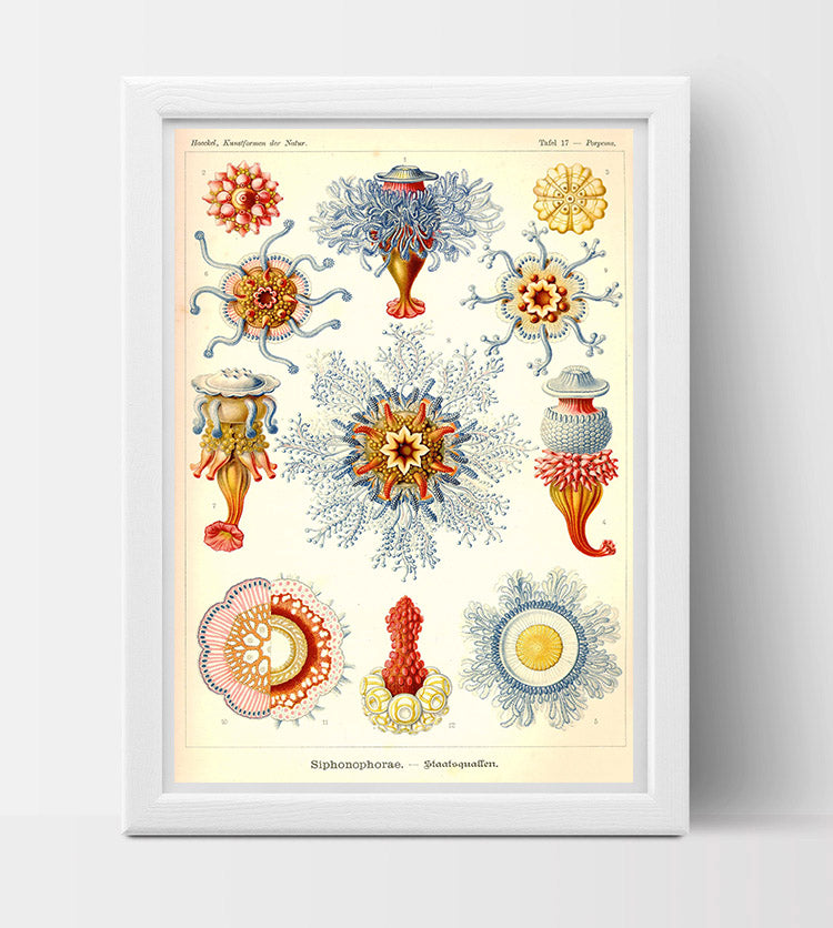 Jellyfish (Porpita Porpita) drawing (1800s) by Ernst Haeckel Poster