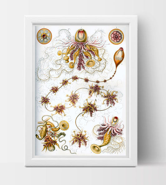 Siphonophorae Drawing (1904) by Ernst Haeckel Poster