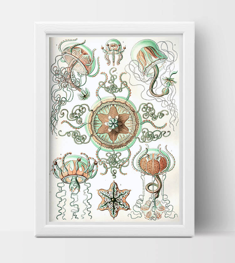Trachomedusae Drawing (1904) by Ernst Haeckel Poster
