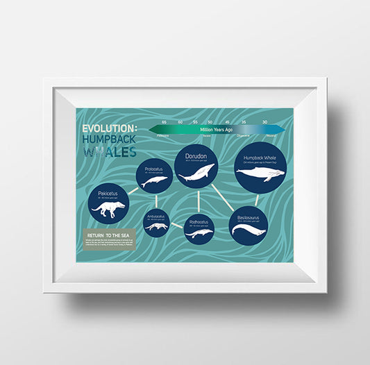 Whale Evolution Poster Wall Decor